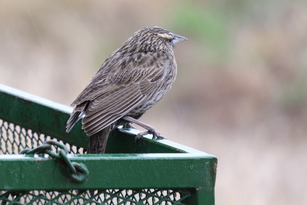 Long-tailed Meadowlark - ML619238431