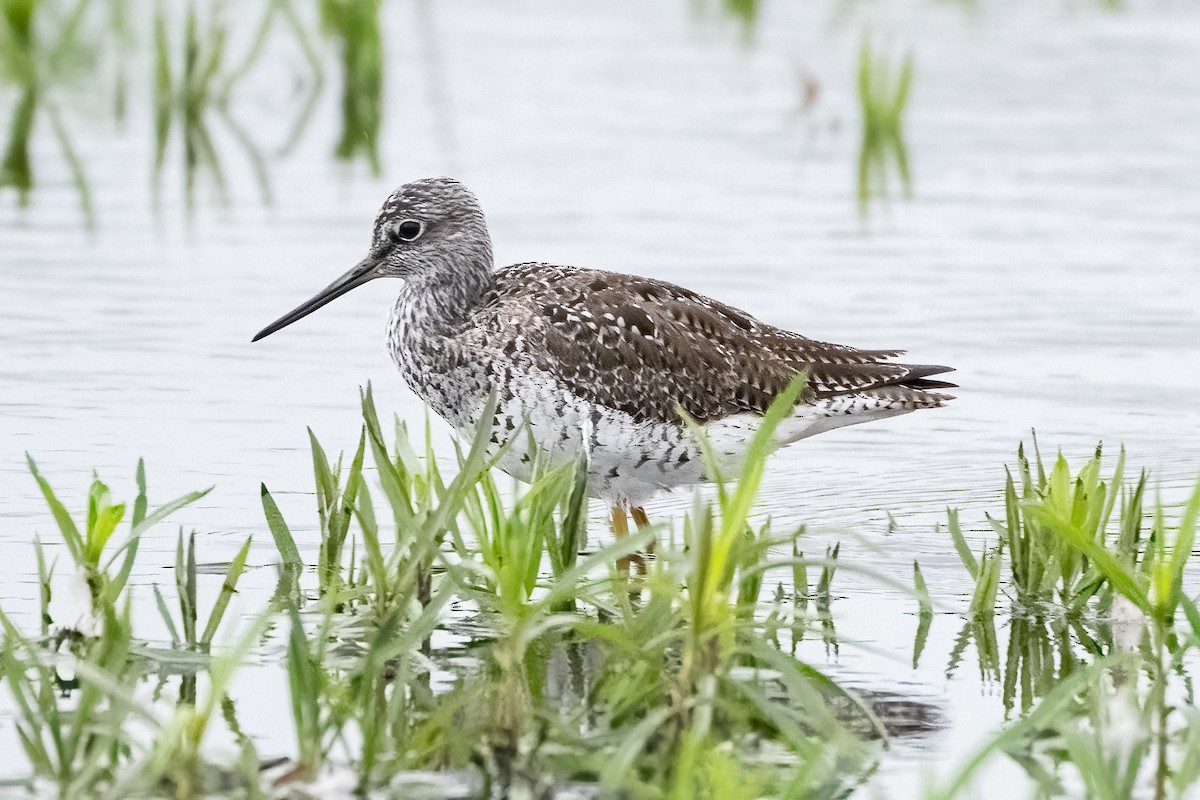 Greater Yellowlegs - ML619238434