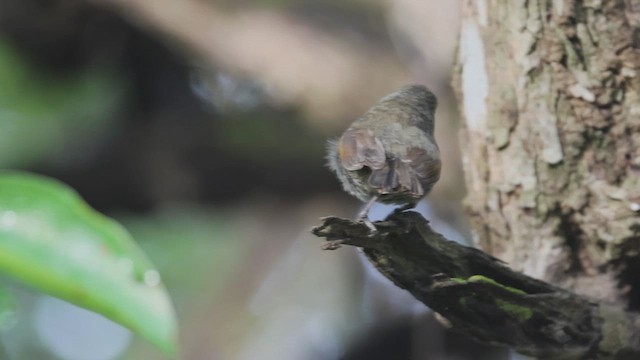 Lesser Antillean Bullfinch - ML619238463