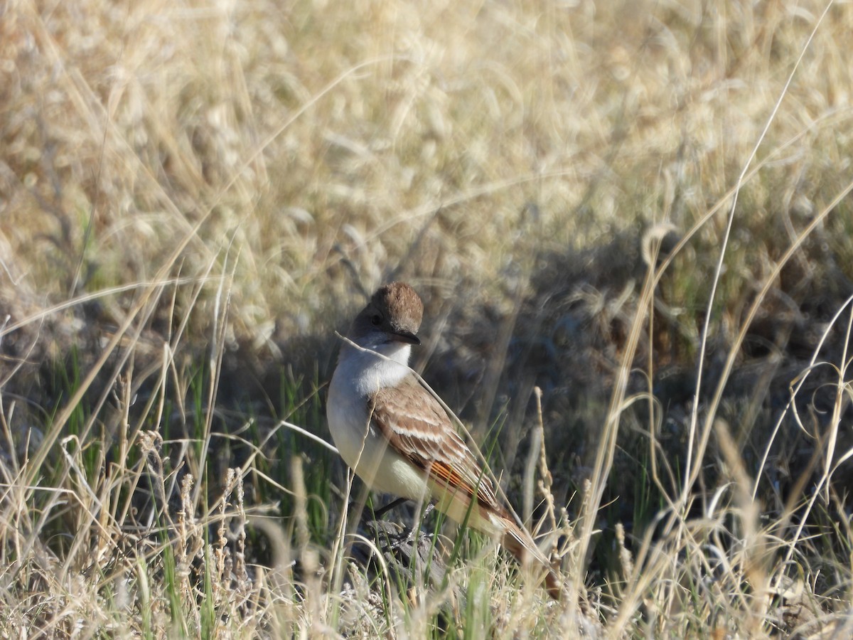 Ash-throated Flycatcher - ML619238472