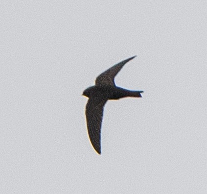 Black Swift - ML619238485