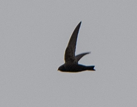 Black Swift - ML619238486