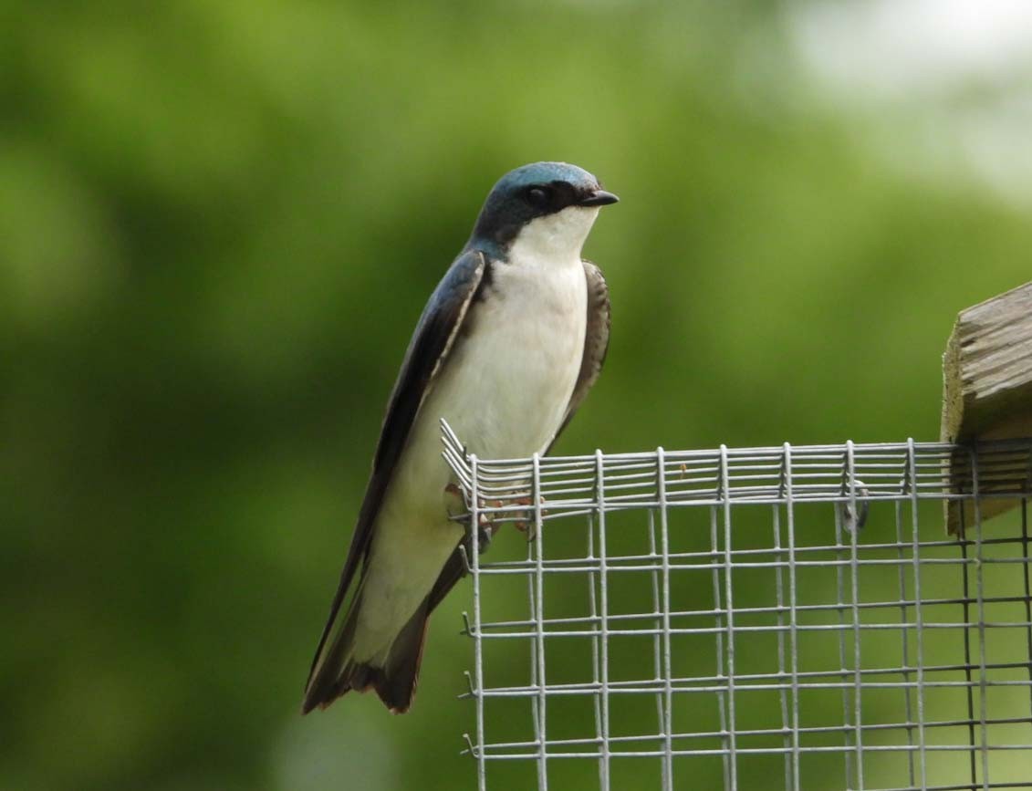 Tree Swallow - Doug Pfeiffer