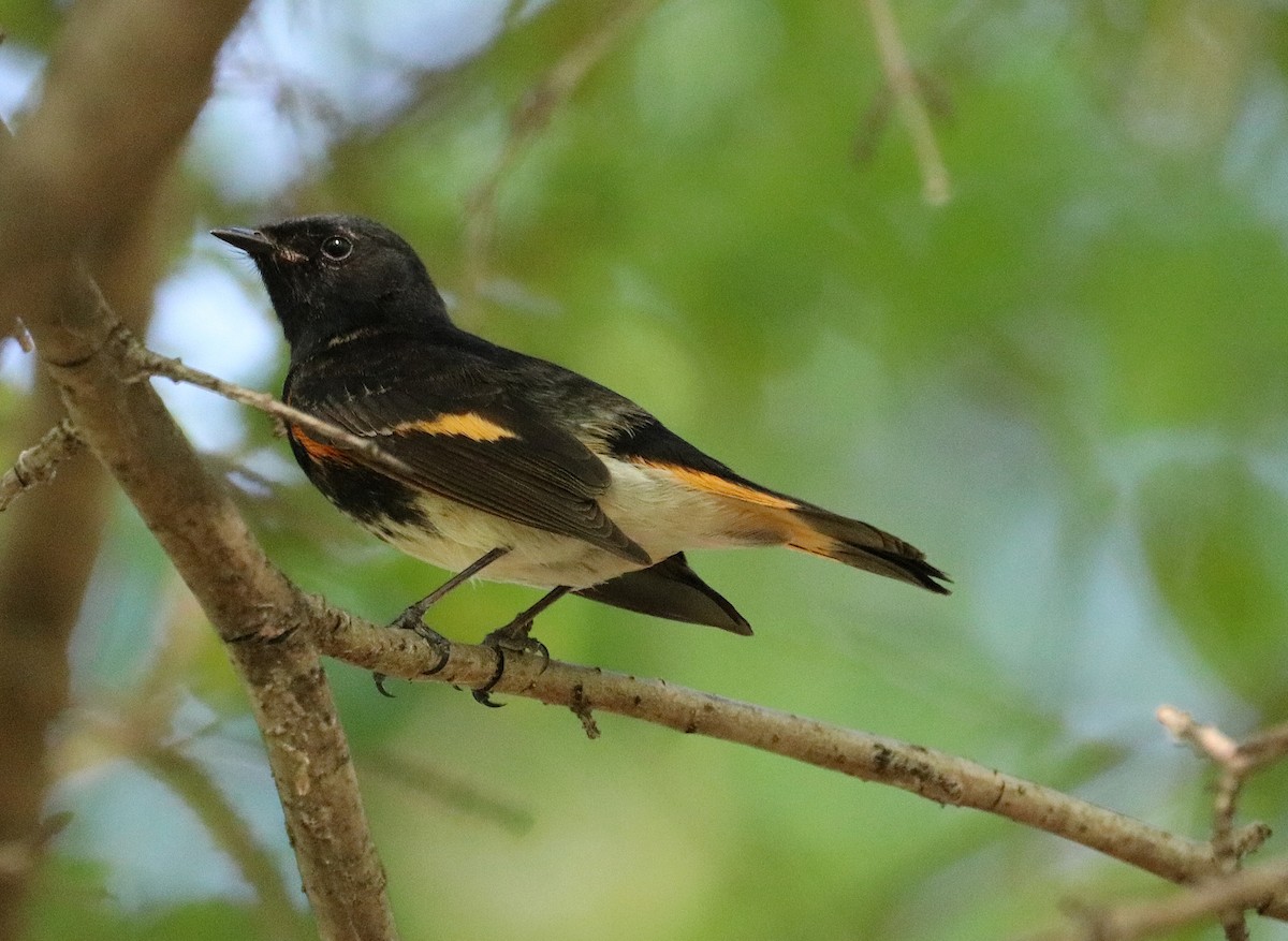 American Redstart - ML619238522