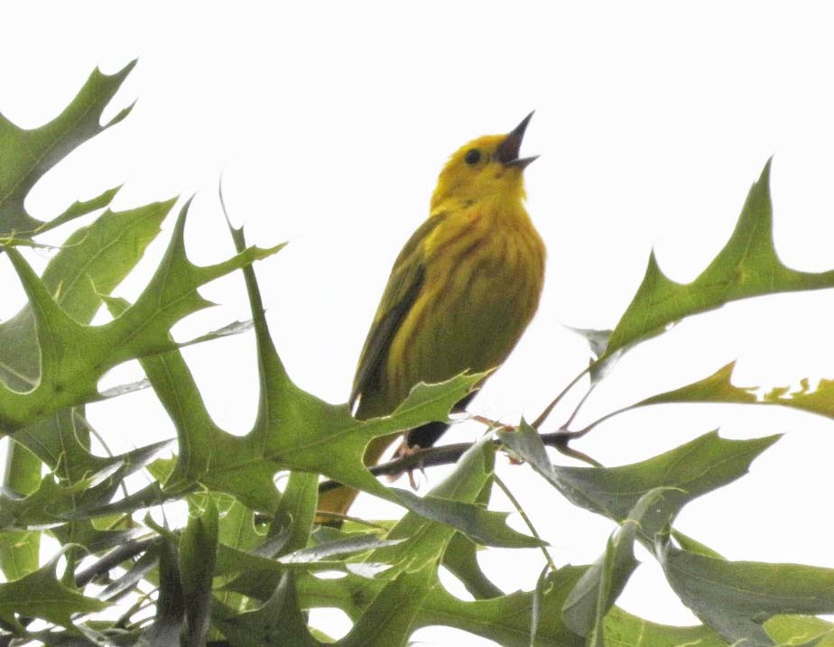 Yellow Warbler - Doug Pfeiffer