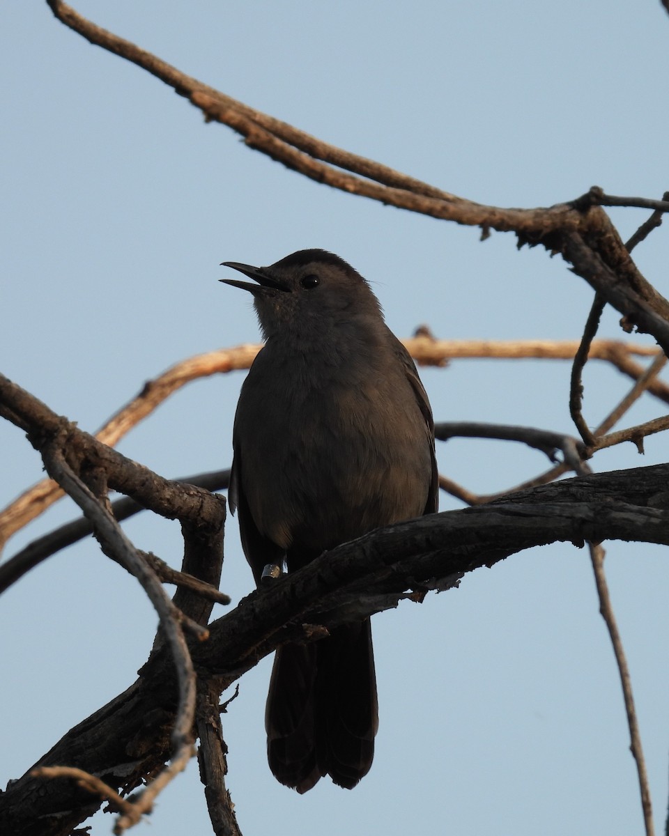 Gray Catbird - Jay Breidt