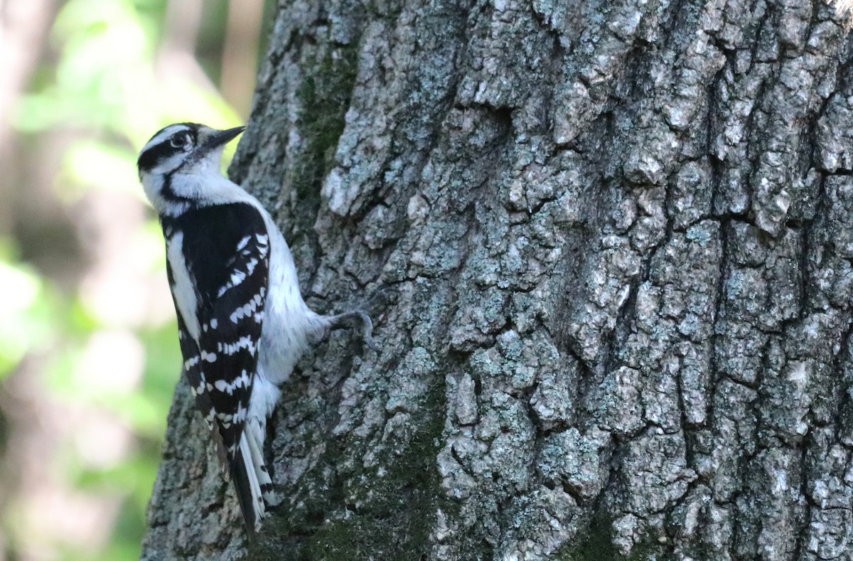 Downy Woodpecker - ML619238553