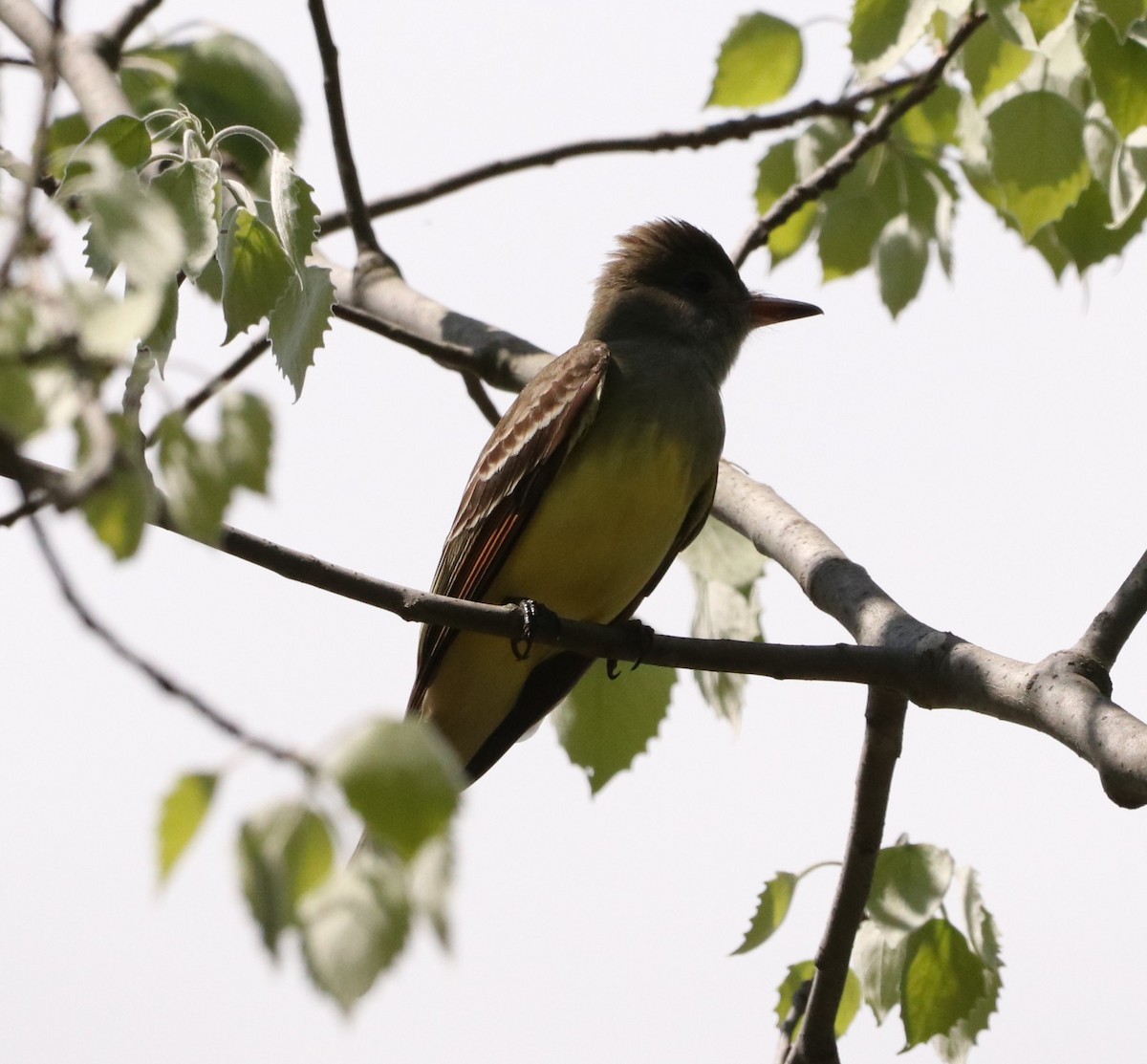Great Crested Flycatcher - ML619238571