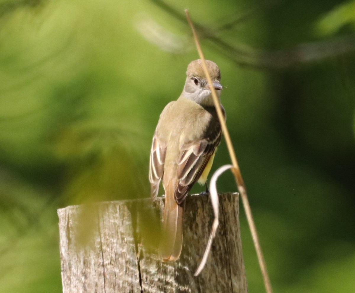 Great Crested Flycatcher - ML619238572