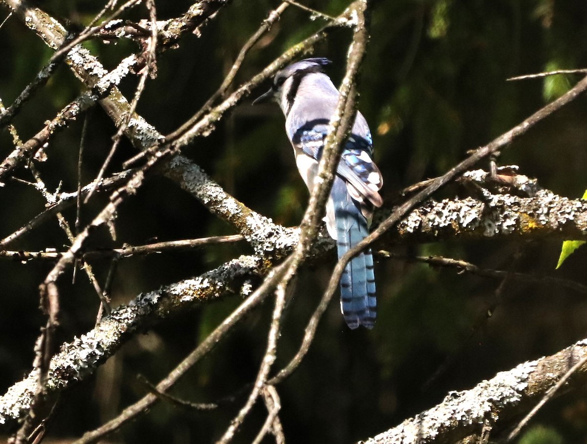 Blue Jay - ML619238581