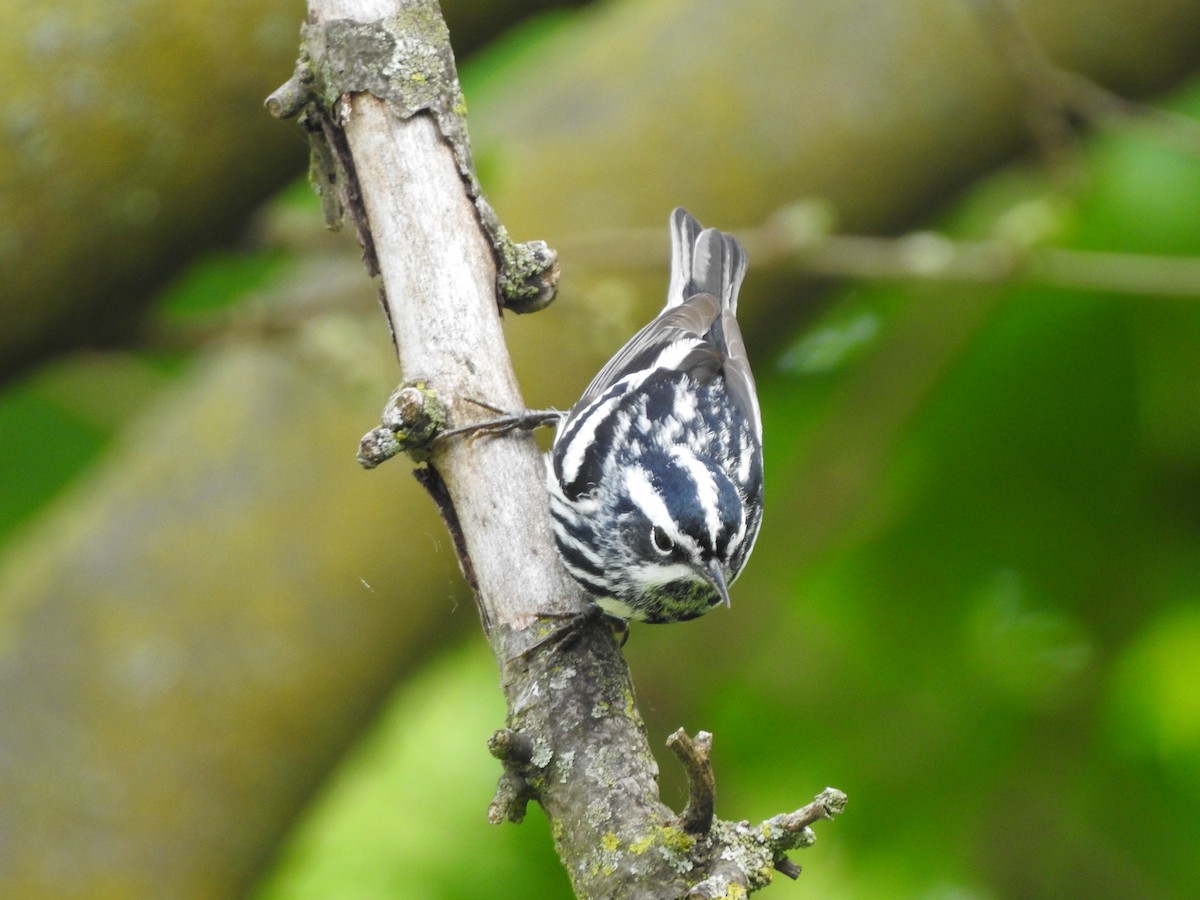 Black-and-white Warbler - ML619238598