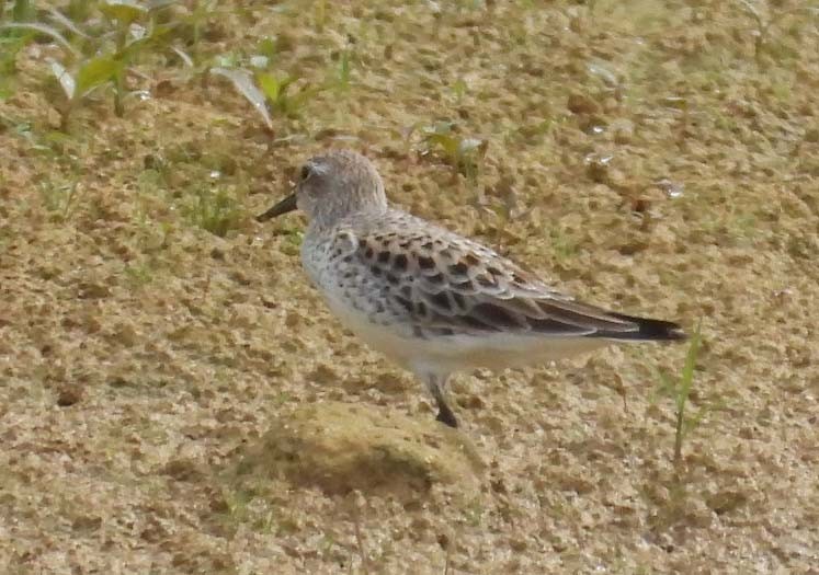 White-rumped Sandpiper - Doug Pfeiffer