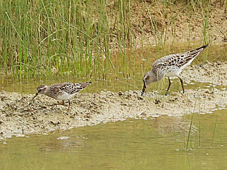 White-rumped Sandpiper - Doug Pfeiffer