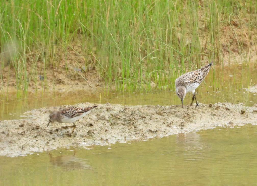 White-rumped Sandpiper - Doug Pfeiffer