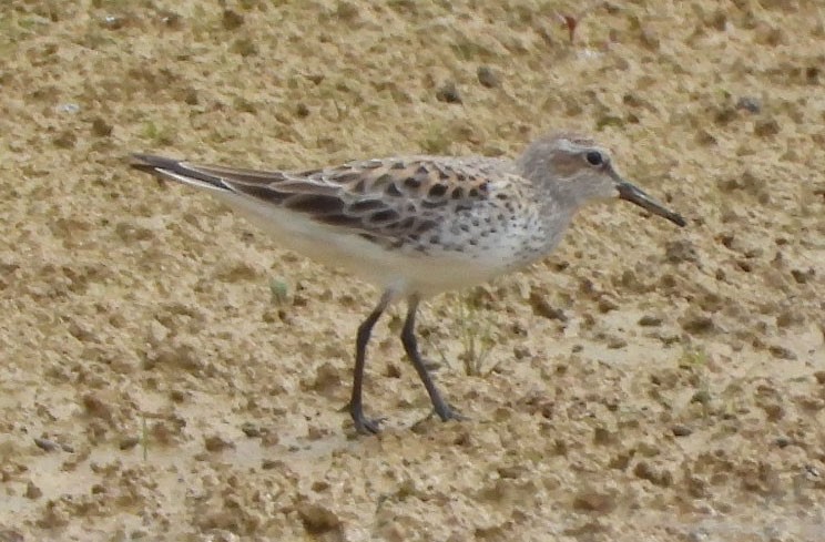 White-rumped Sandpiper - Doug Pfeiffer