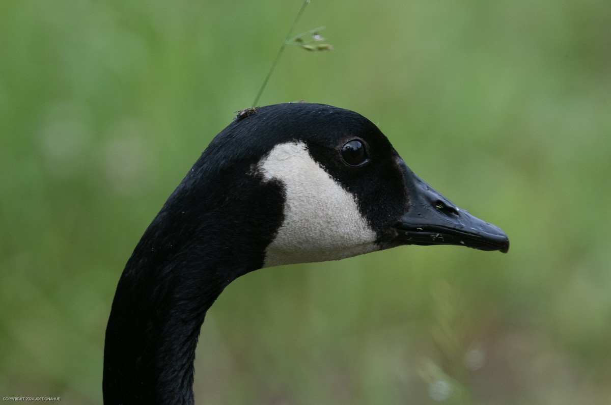 Canada Goose - Joe Donahue