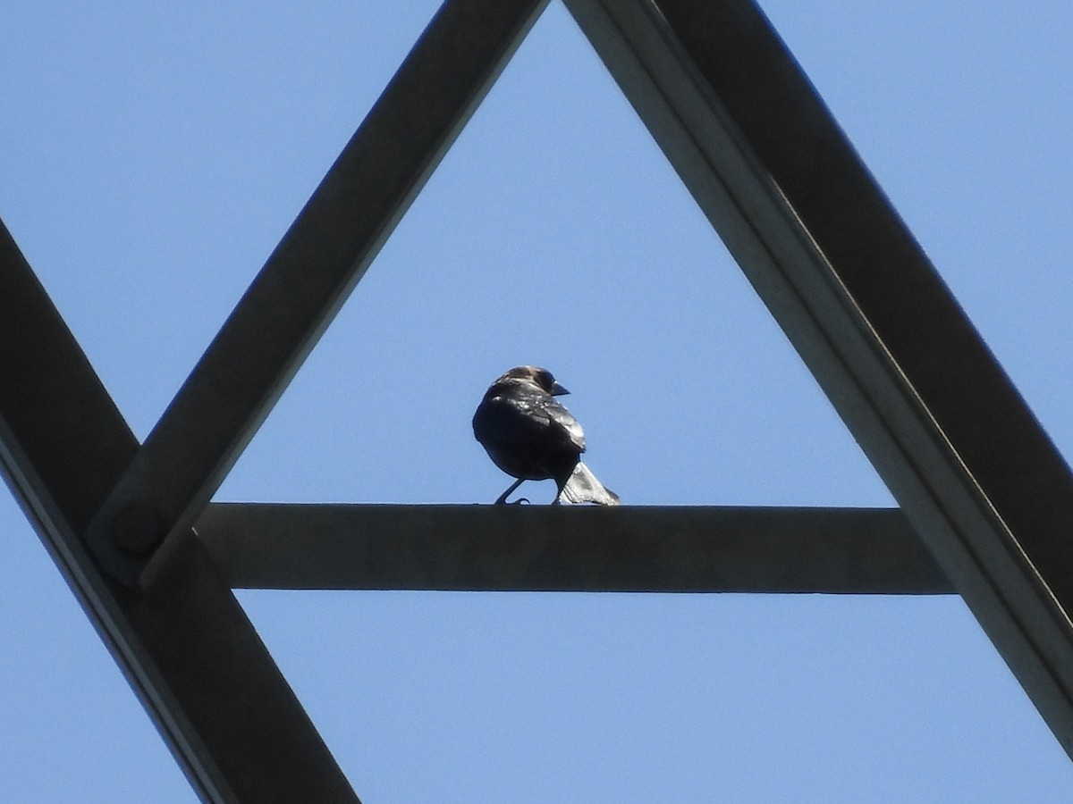 Brown-headed Cowbird - ML619238626