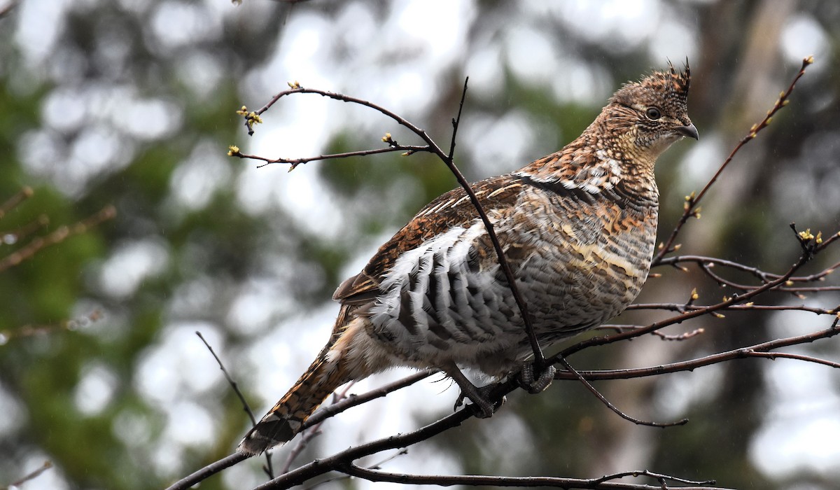 Ruffed Grouse - Marc Poirier