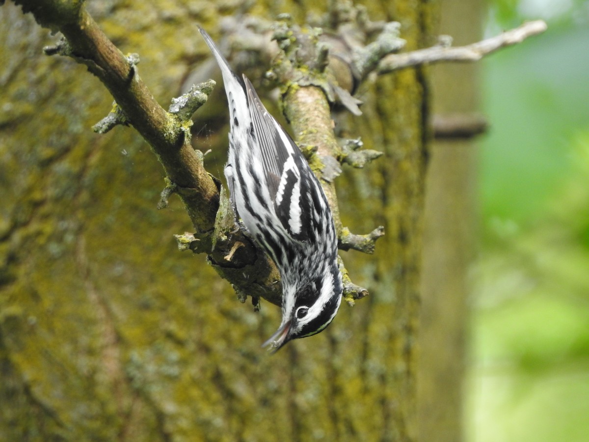 Black-and-white Warbler - ML619238645