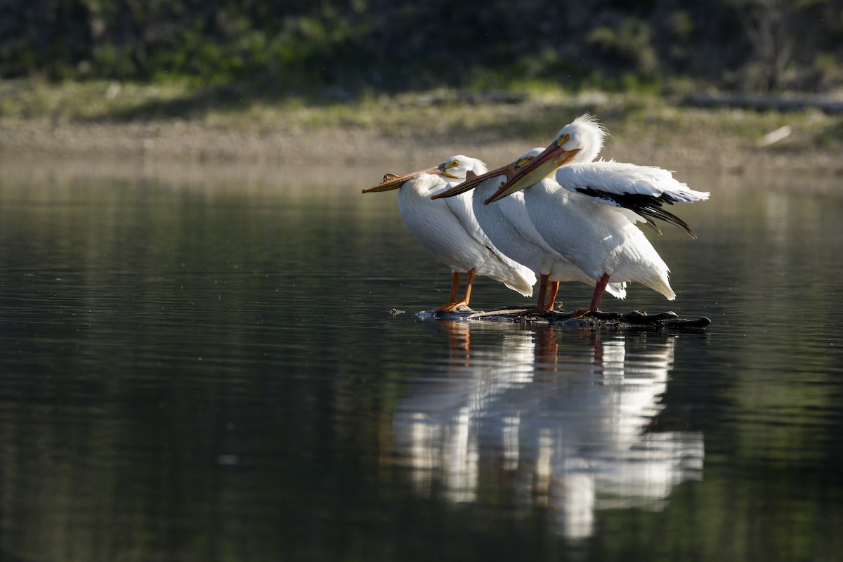 American White Pelican - ML619238647