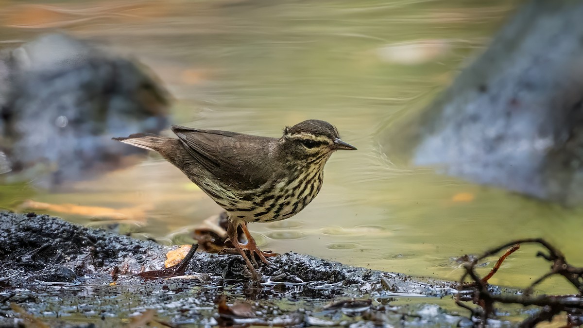 Northern Waterthrush - Keith Kennedy