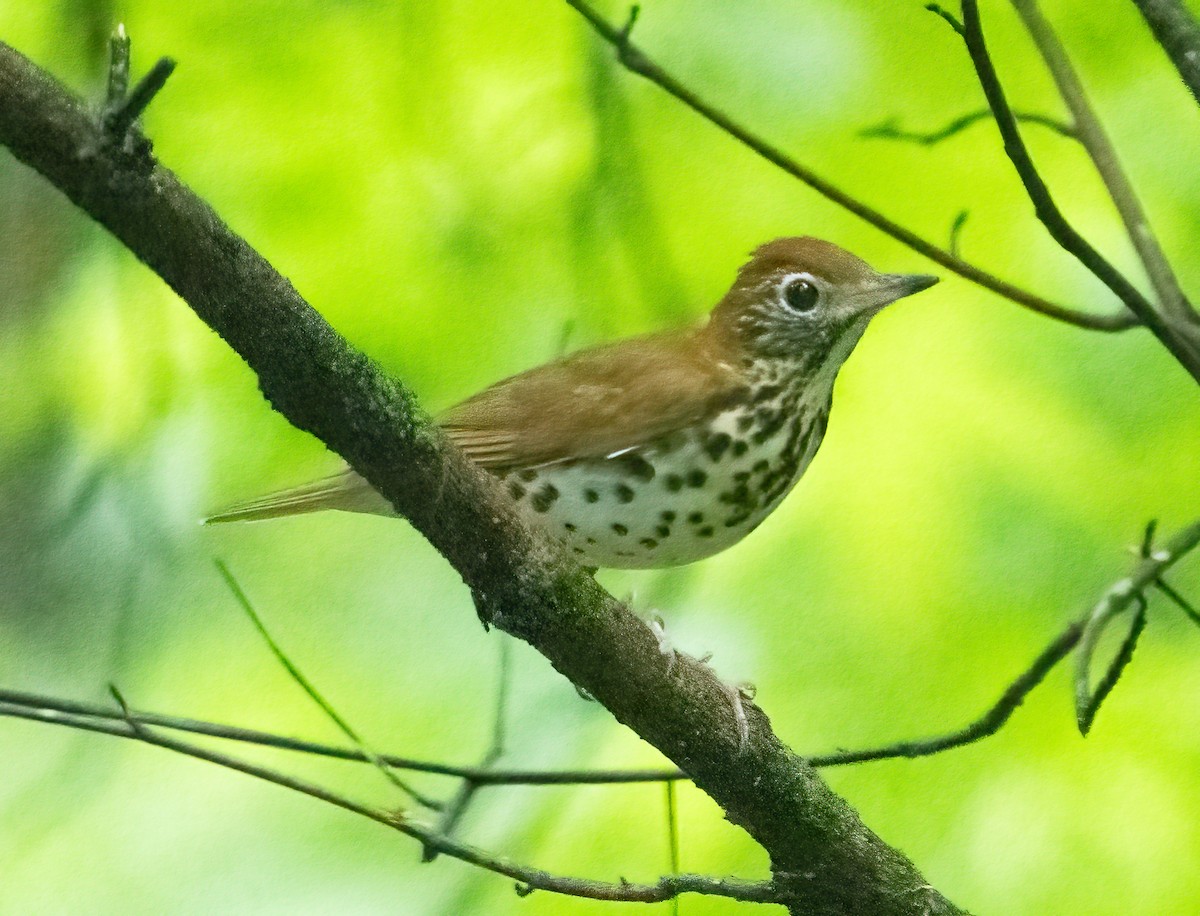 Wood Thrush - ML619238664