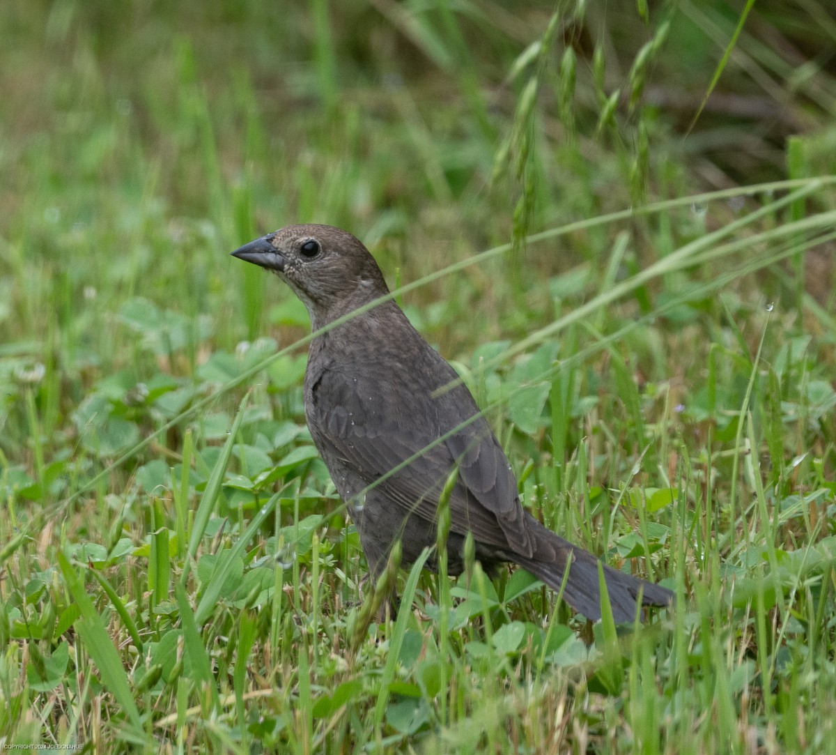 Brown-headed Cowbird - Joe Donahue