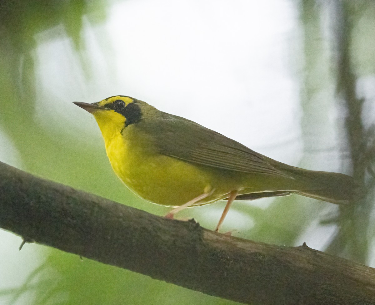 Kentucky Warbler - Joe Donahue