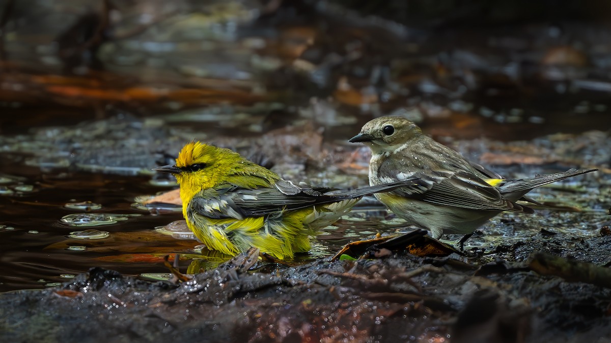 Blue-winged Warbler - Keith Kennedy