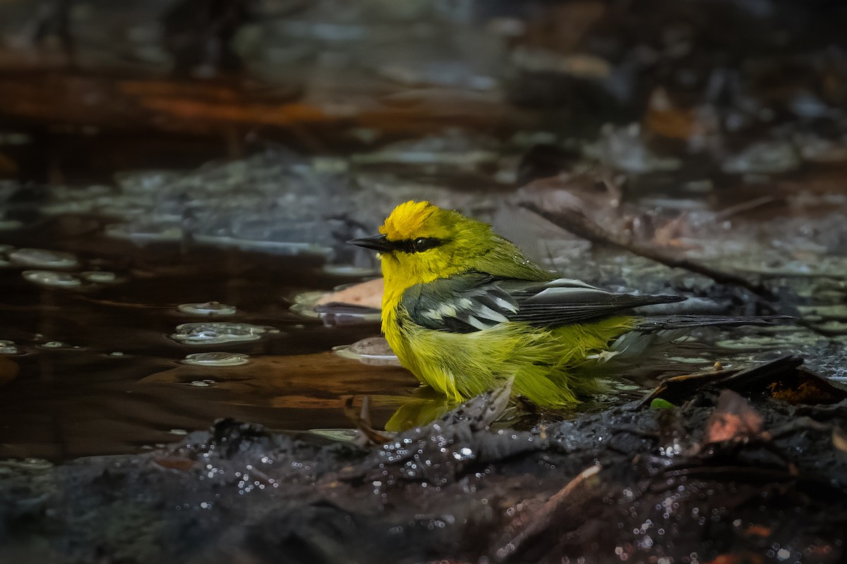 Blue-winged Warbler - Keith Kennedy