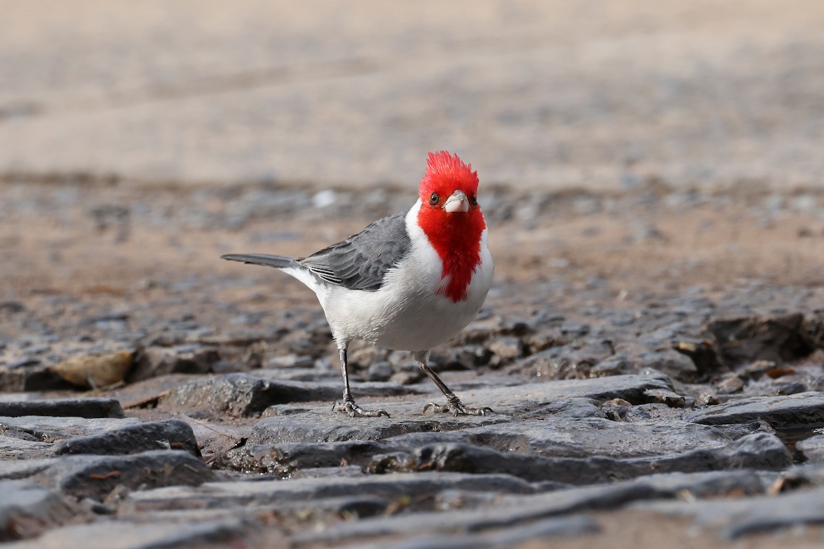 Red-crested Cardinal - Hubert Stelmach