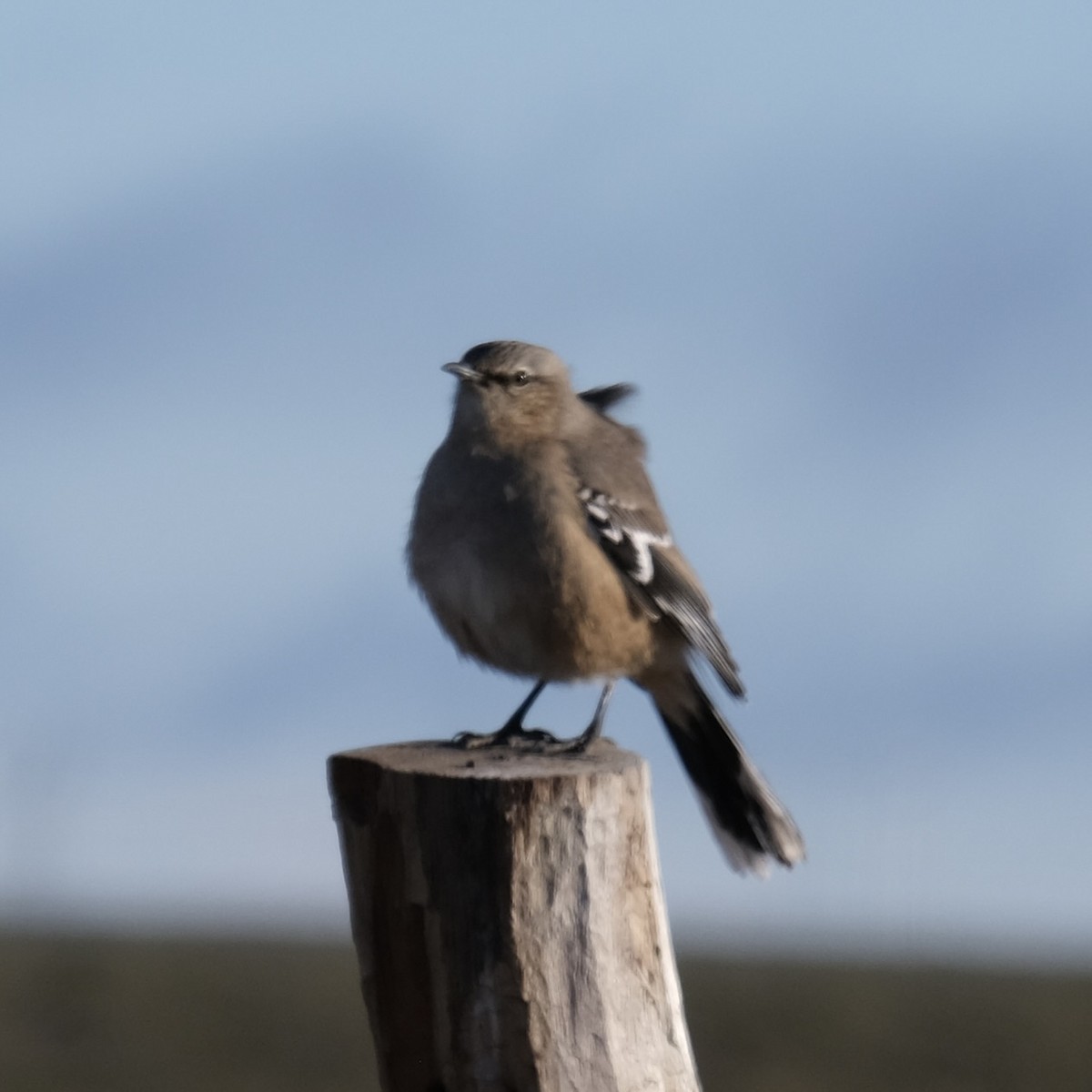 Patagonian Mockingbird - Alan Middleton