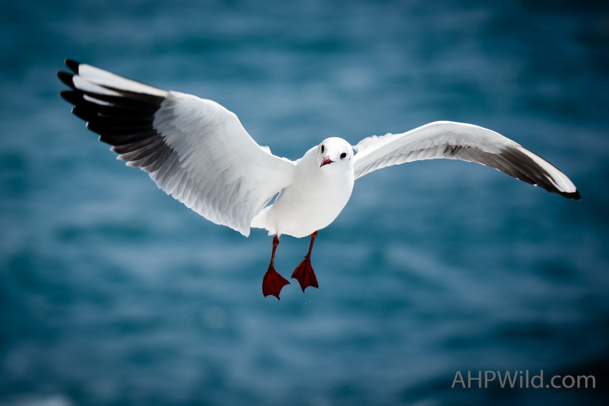 Mouette rieuse - ML61923871