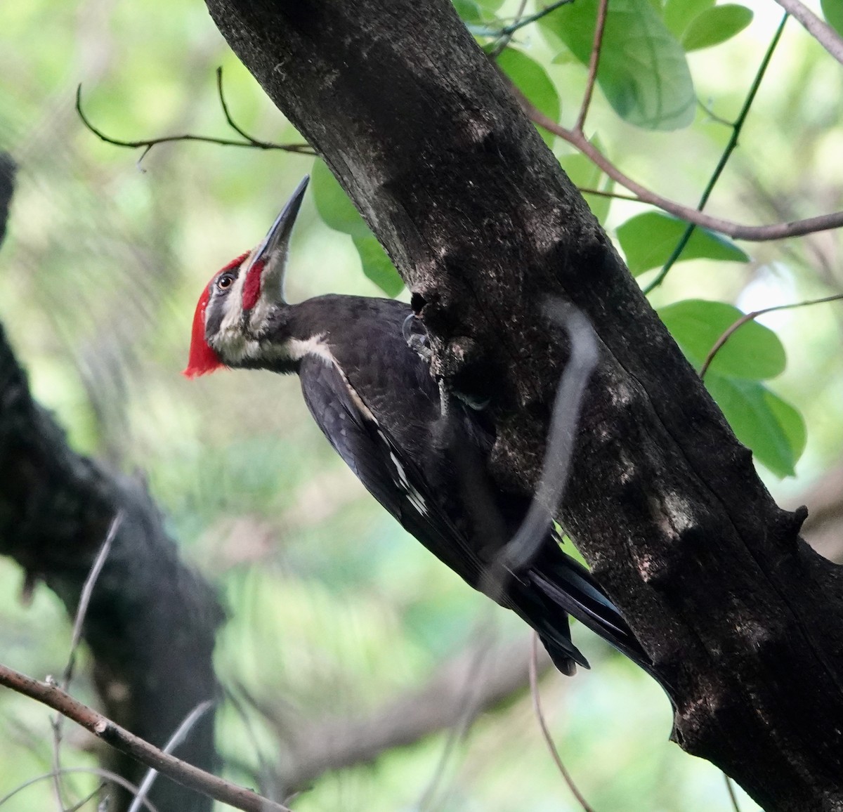 Pileated Woodpecker - Seth Ausubel