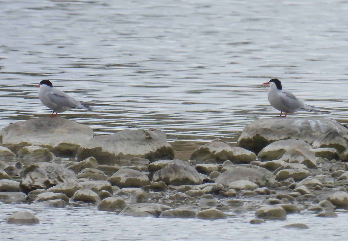 Common Tern - Hin Ki  & Queenie  Pong