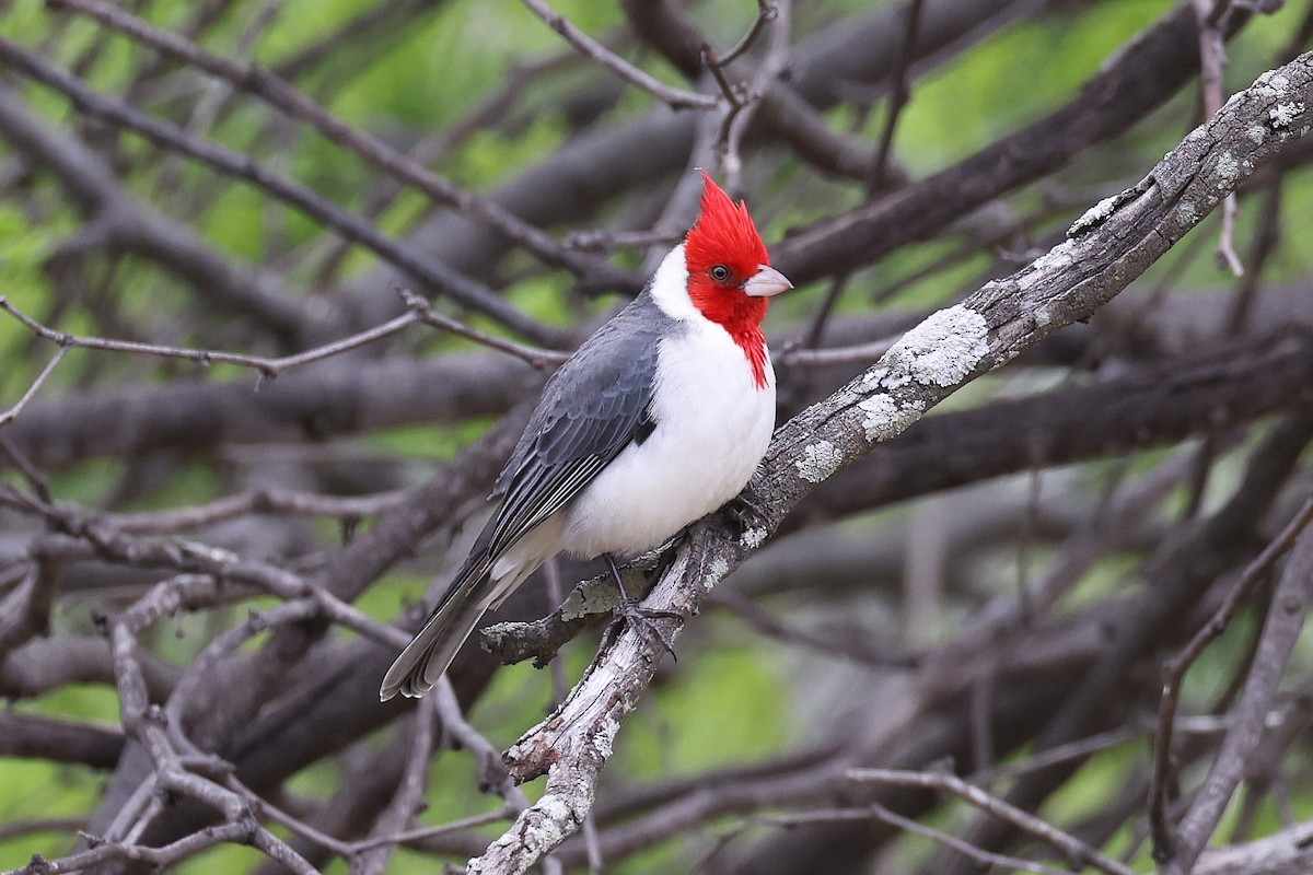 Red-crested Cardinal - Hubert Stelmach