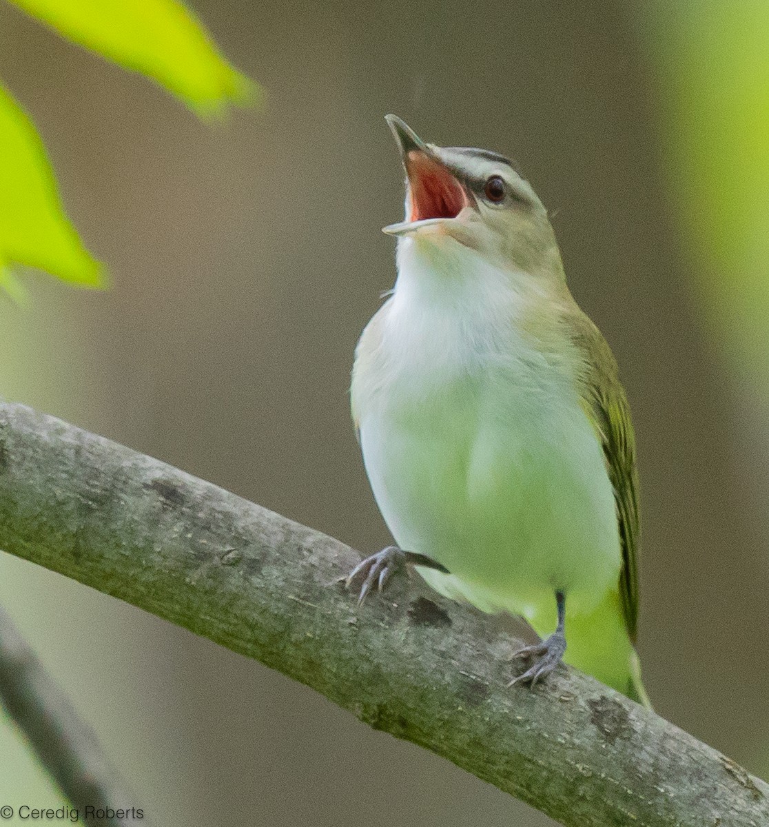 Red-eyed Vireo - Ceredig  Roberts
