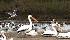 pelikán severoamerický - ML619238785