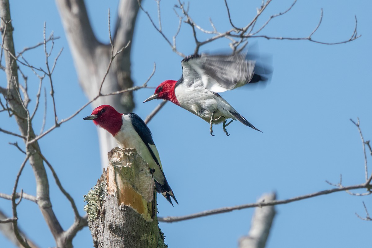 Red-headed Woodpecker - ML619238798