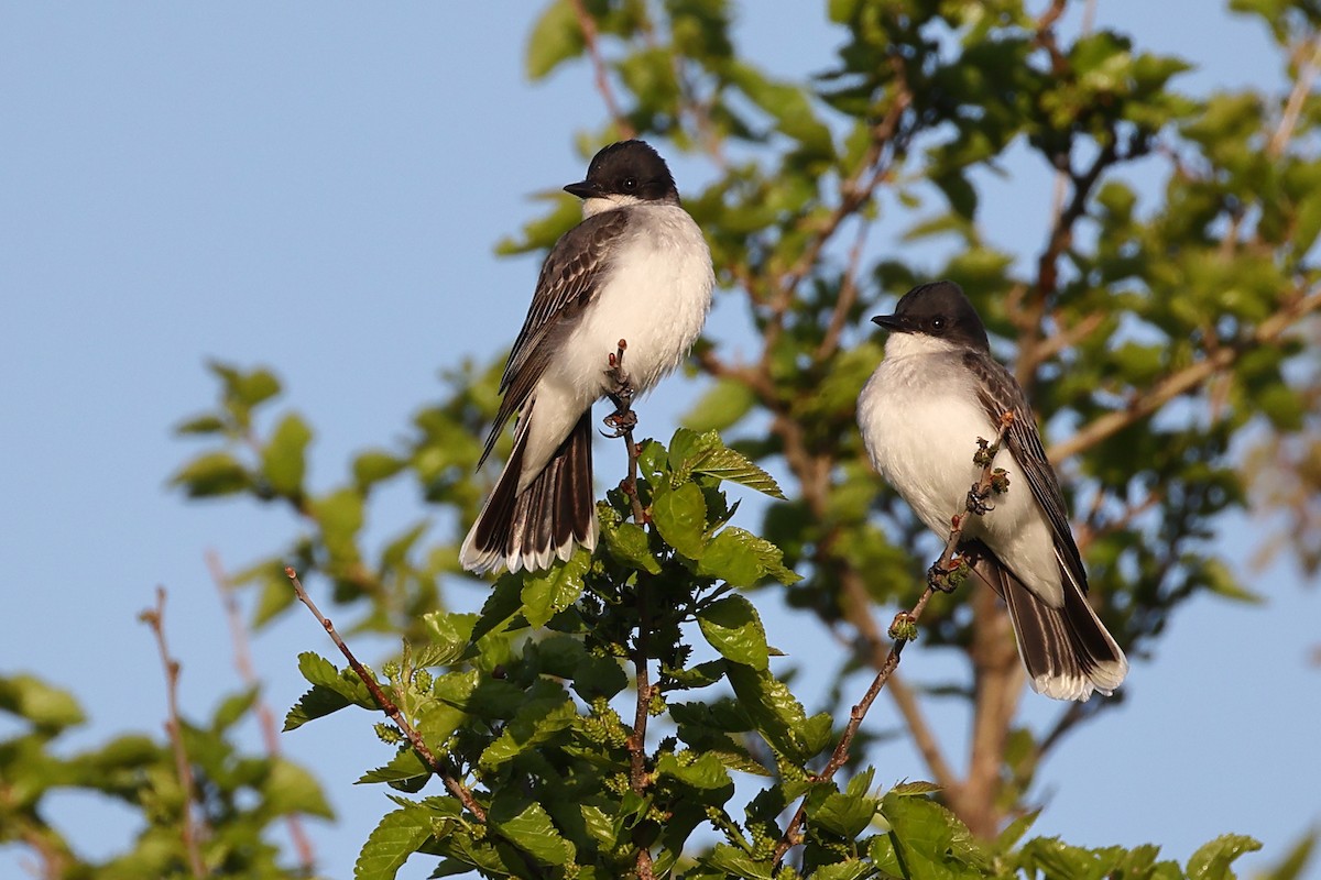 Eastern Kingbird - ML619238802