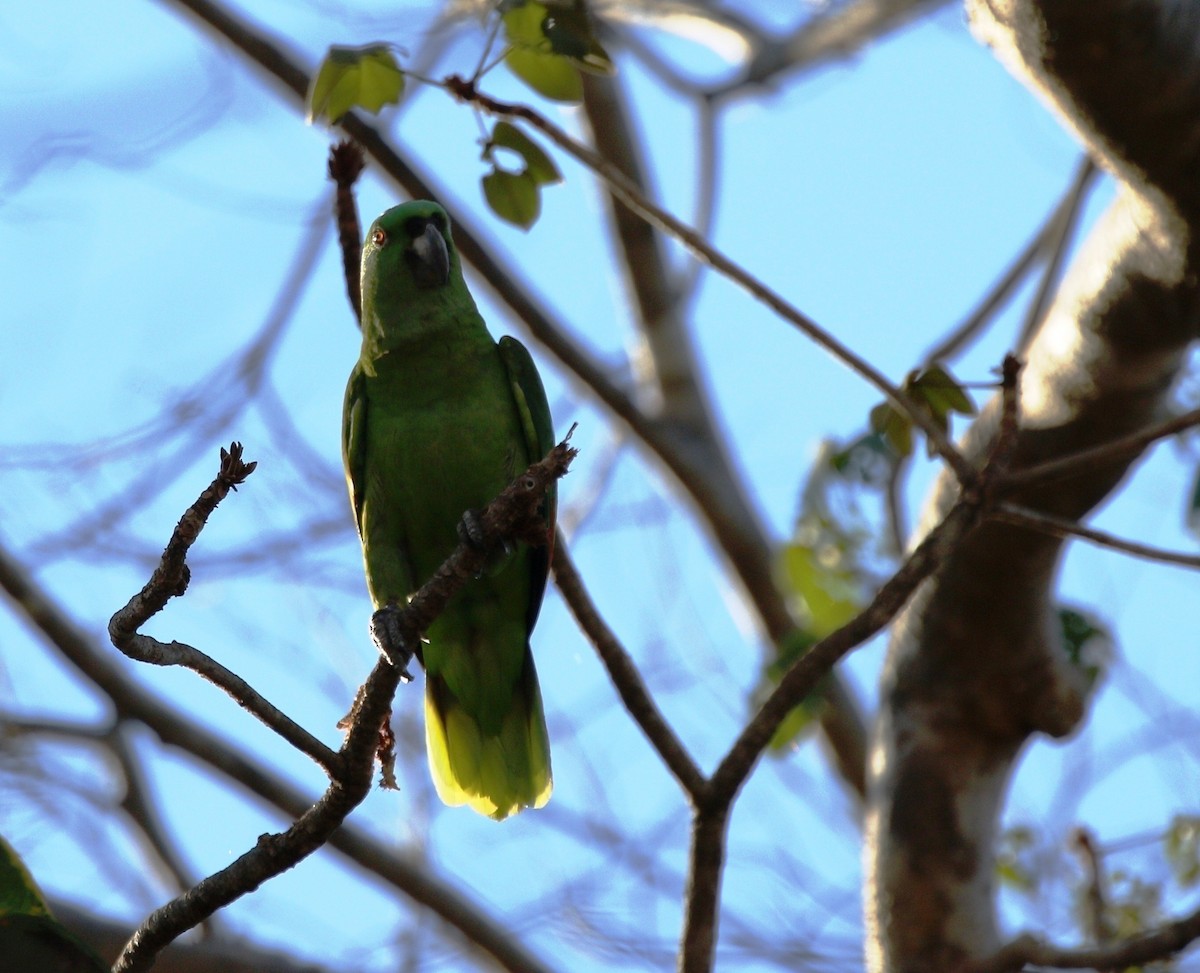 Yellow-naped Parrot - ML619238805