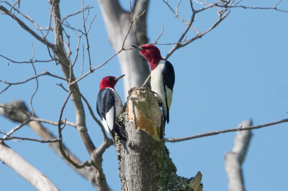 Red-headed Woodpecker - ML619238809