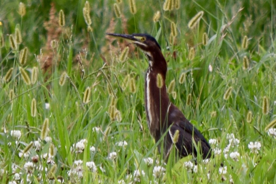 Green Heron - Nancy Price