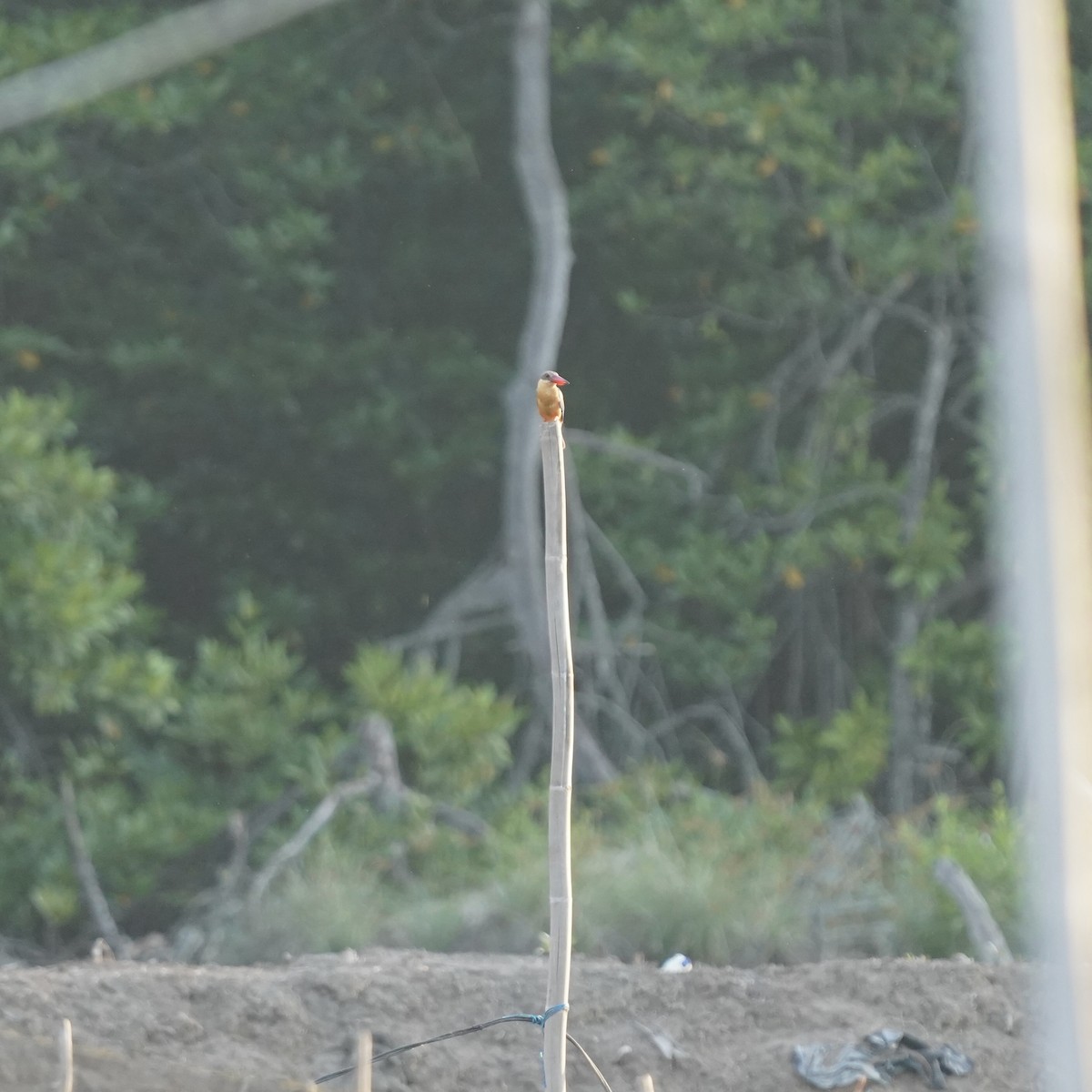 Stork-billed Kingfisher - Simon Thornhill