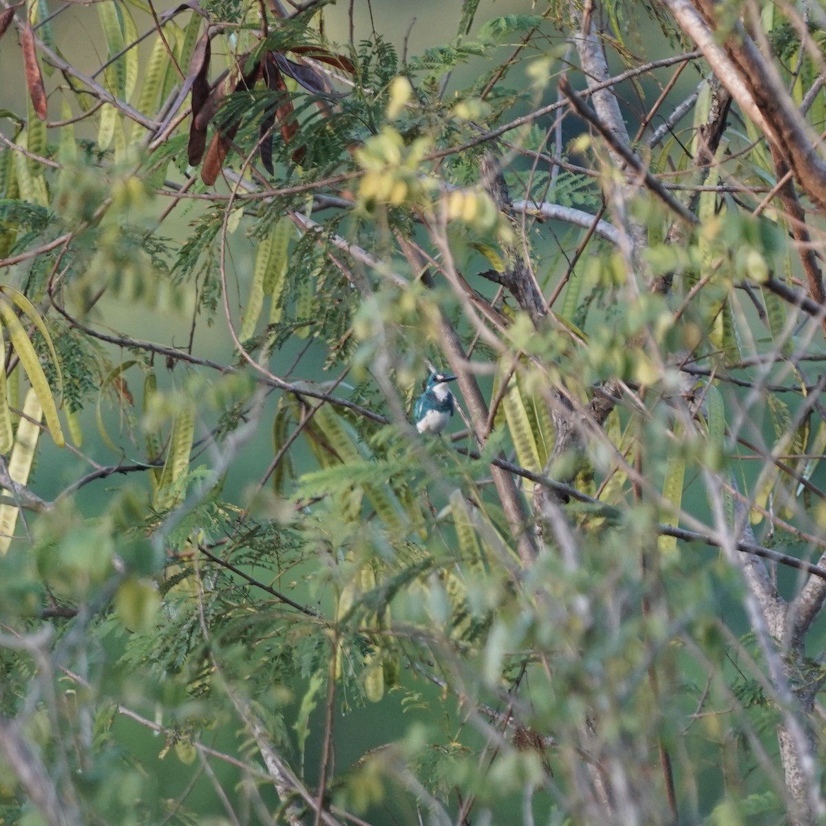 Бело-голубой зимородок - ML619238849