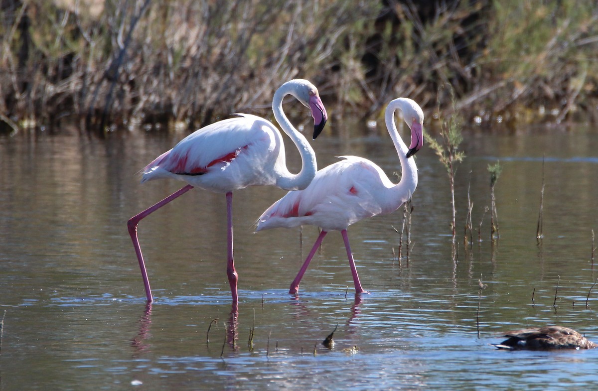 Greater Flamingo - bousquet francois