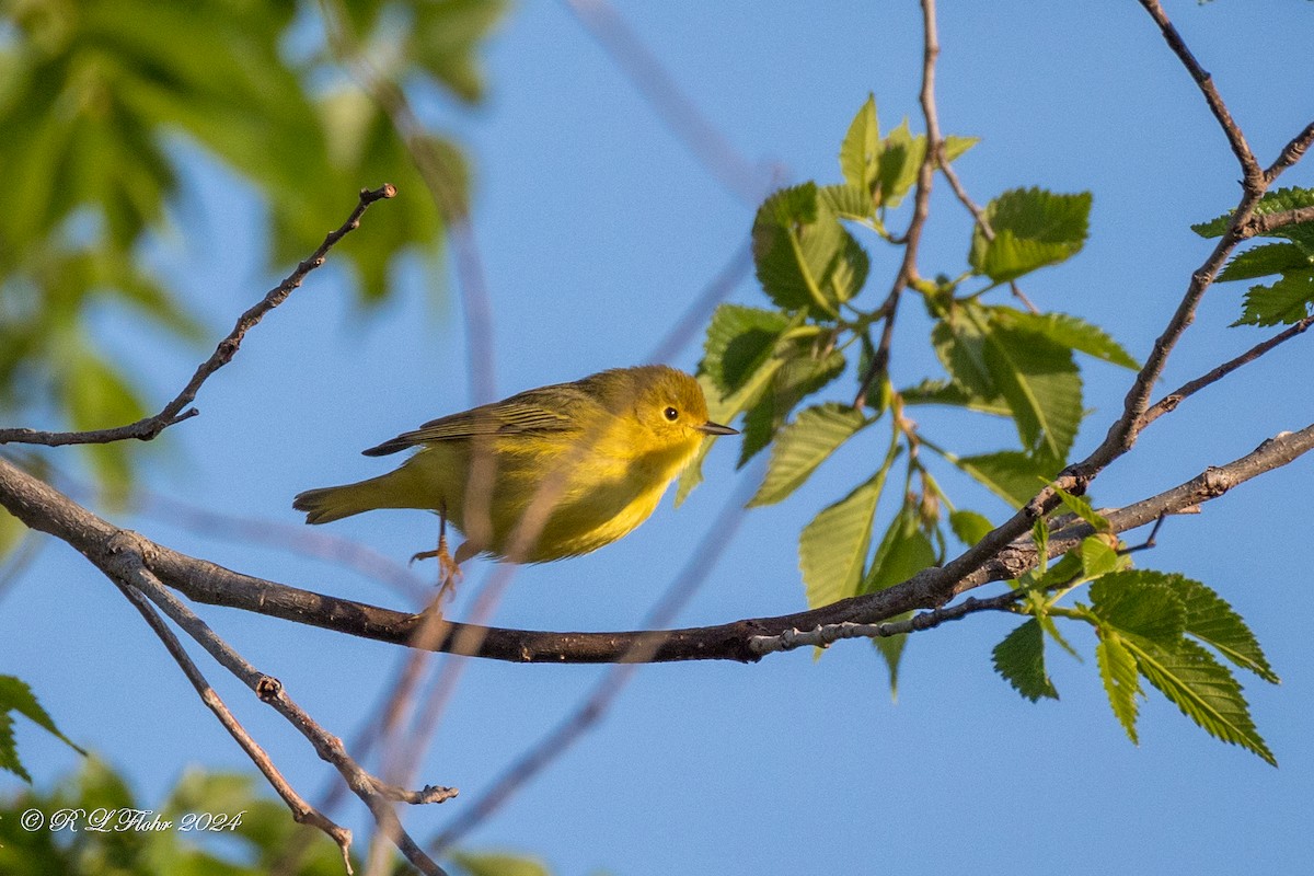 Yellow Warbler - Rita Flohr