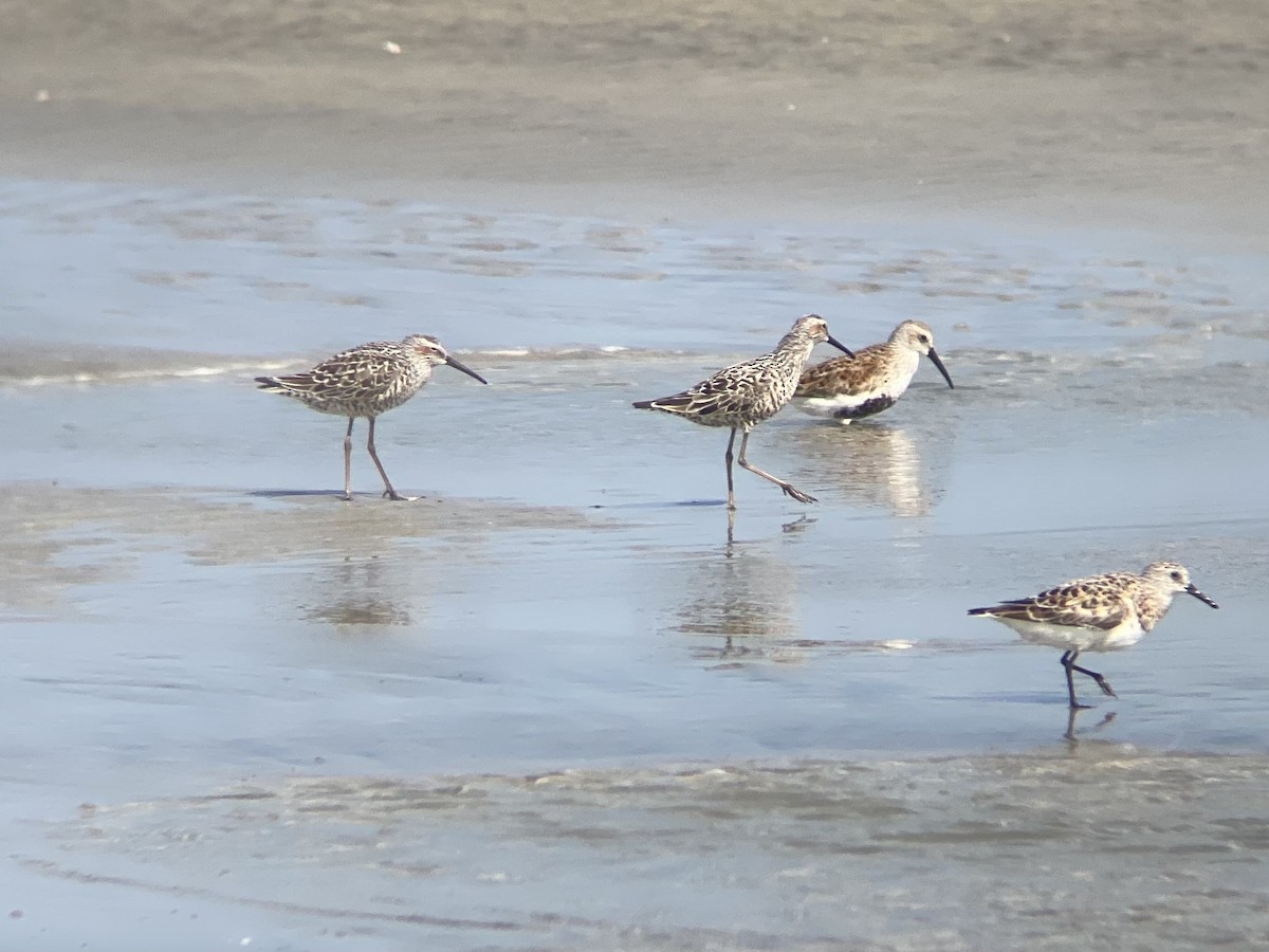 Stilt Sandpiper - ML619238880