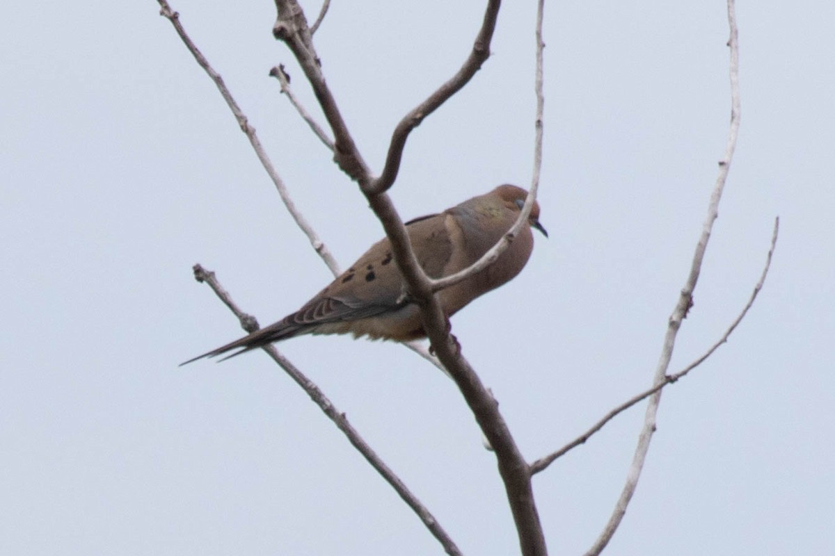 Mourning Dove - Rebecca Fabbro