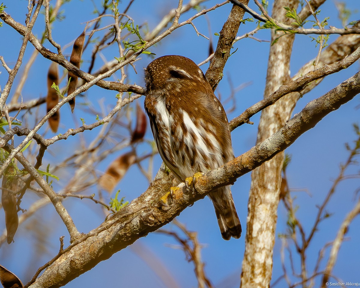 Ferruginous Pygmy-Owl - Sasi Akkiraju